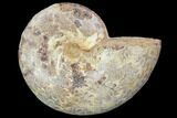 Sliced, Agatized Ammonite Fossil (Half) - Jurassic #100541-1